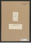 Diatomeae indet. Zeichnungen Sammlung Grunow Nr. 7544 (NHMW-BOT-W0376688)